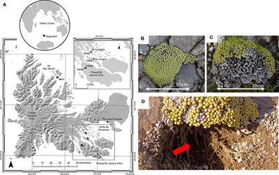 Fellfields of the Kerguelen Islands harbour specific soil microbiomes and rhizomicrobiomes of an endemic plant facing necrosis